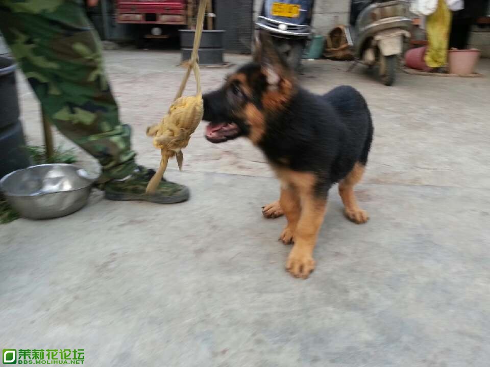 小德牧5.jpg