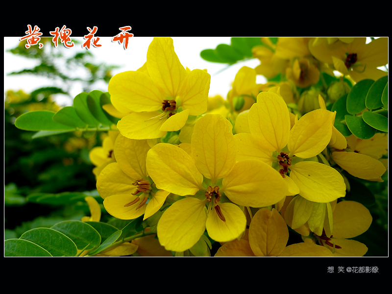 黄槐花开01.jpg