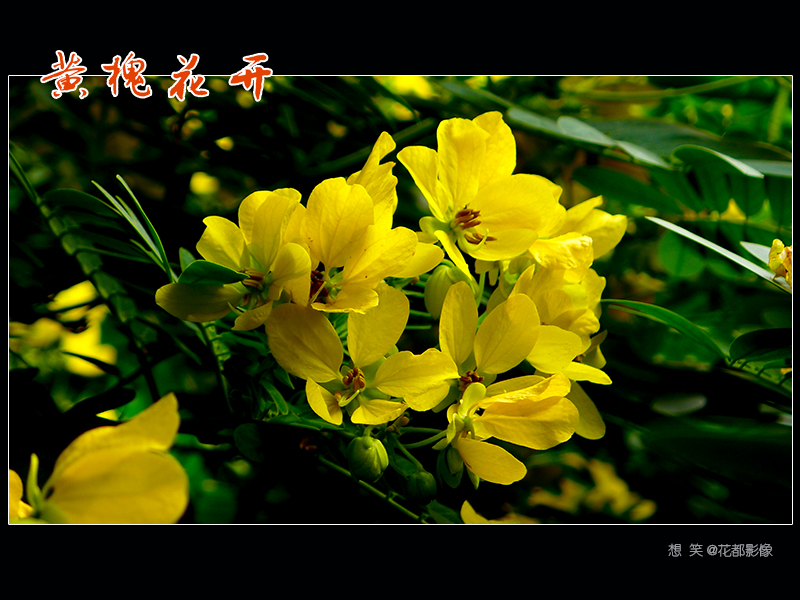 黄槐花开02.jpg