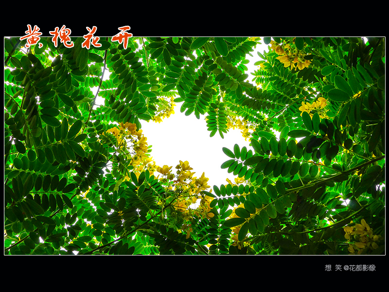 黄槐花开03.jpg