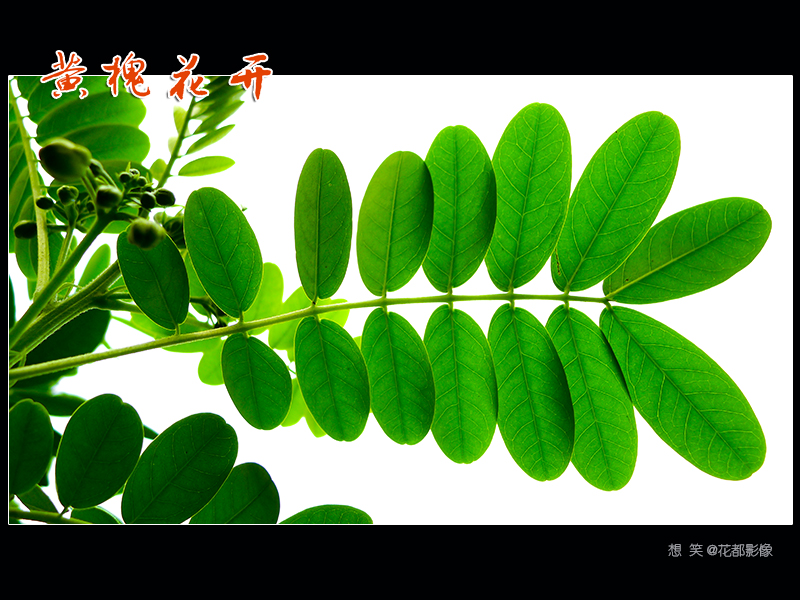 黄槐花开05.jpg