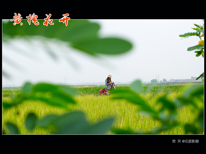 黄槐花开06.jpg