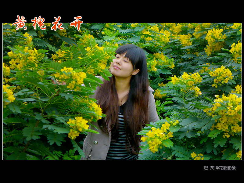 黄槐花开07.jpg