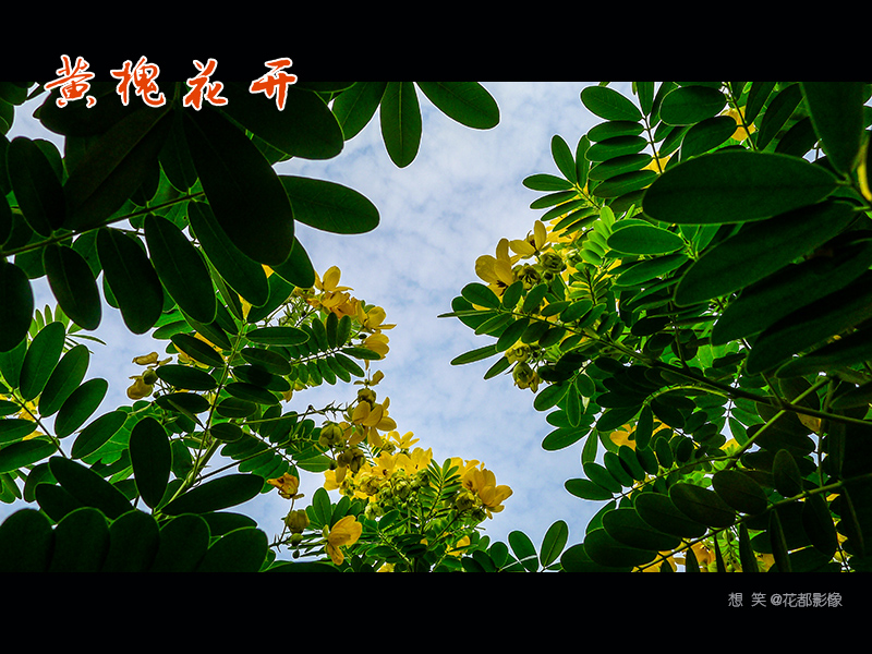 黄槐花开03a.jpg