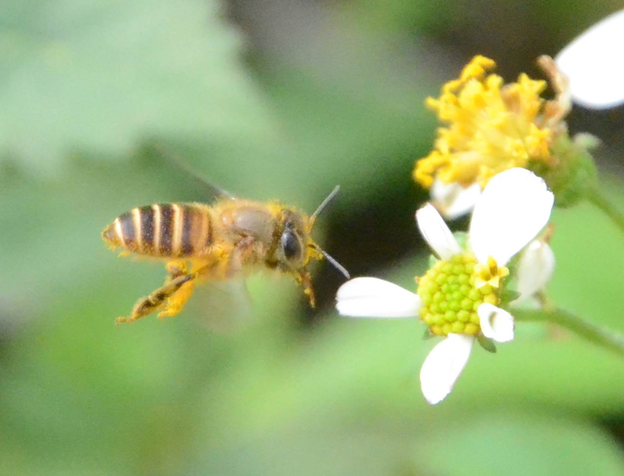 bee1.jpg