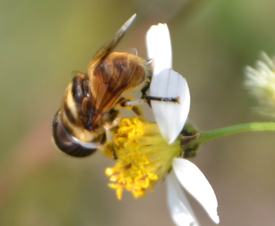 bee222.jpg