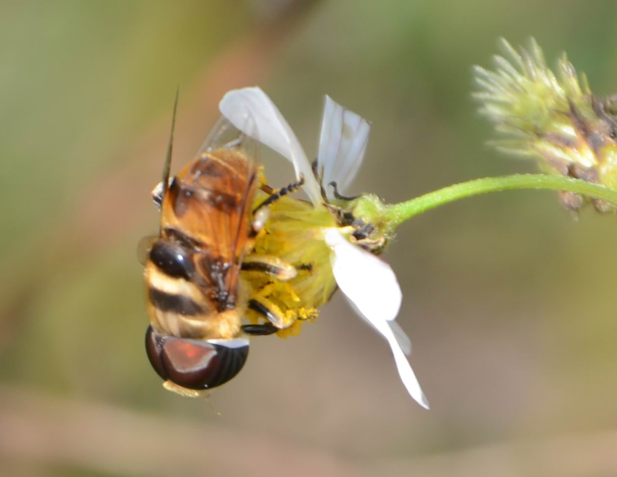 bee444.jpg