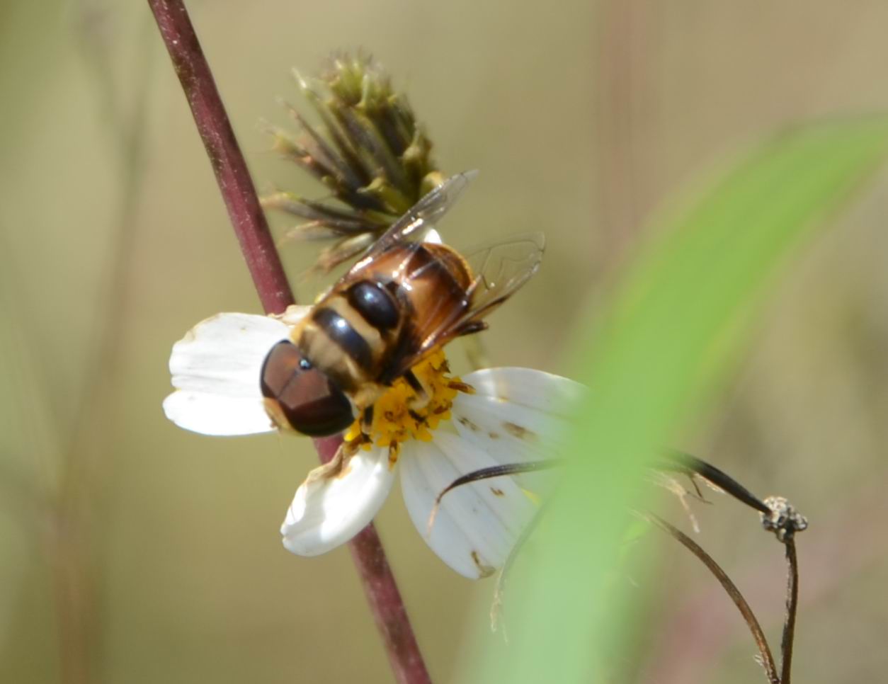 bee555.jpg