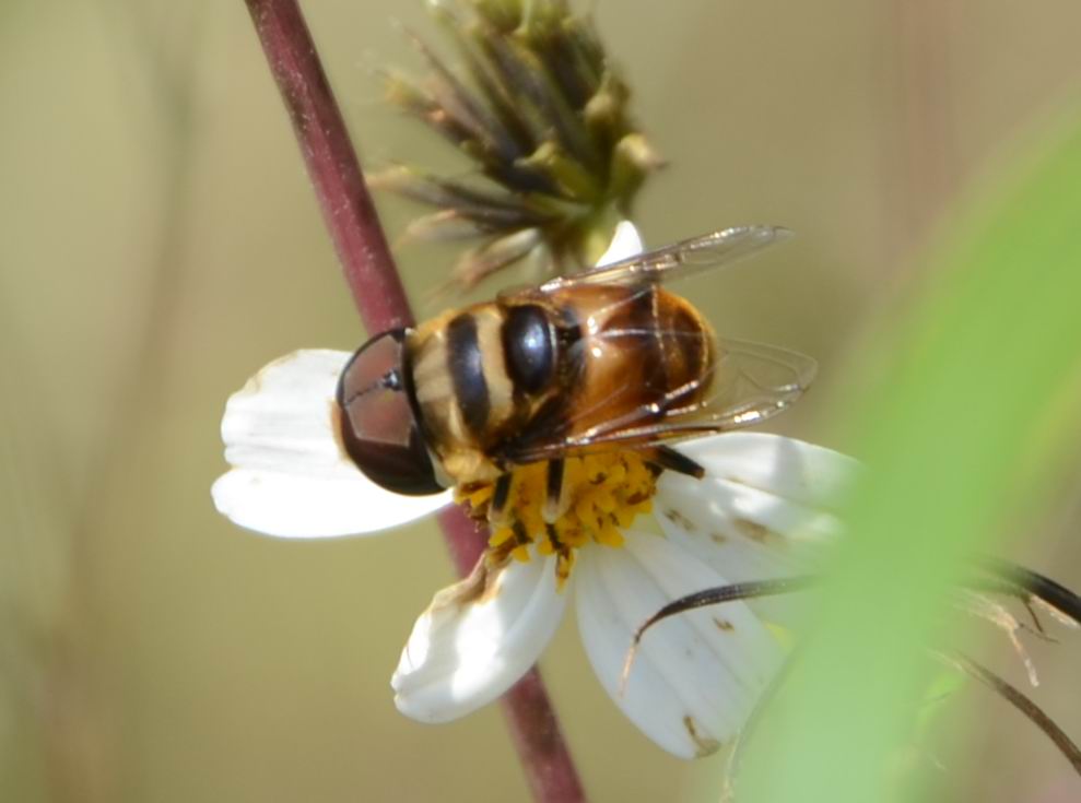 bee666.jpg
