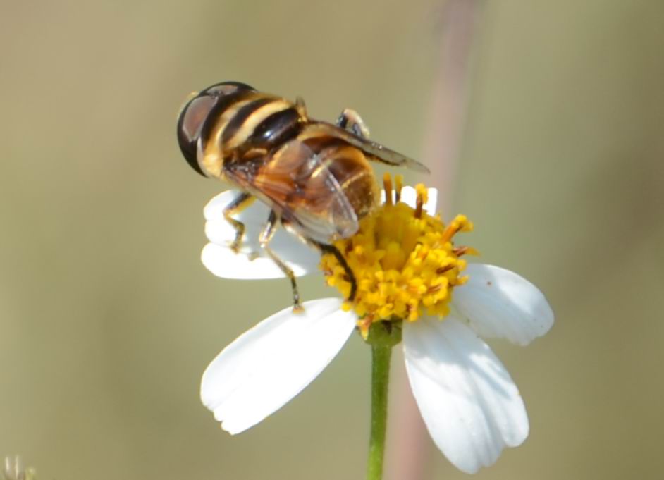 bee777.jpg