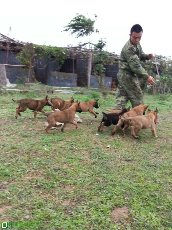 小马犬1.jpg