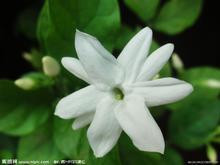 u=180319461,4182960088&fm=52&gp=0.jpg