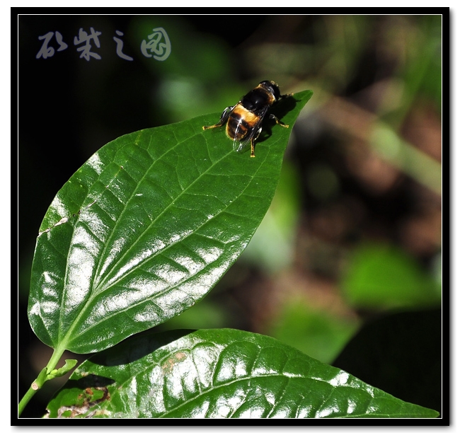 蜜蜂.jpg