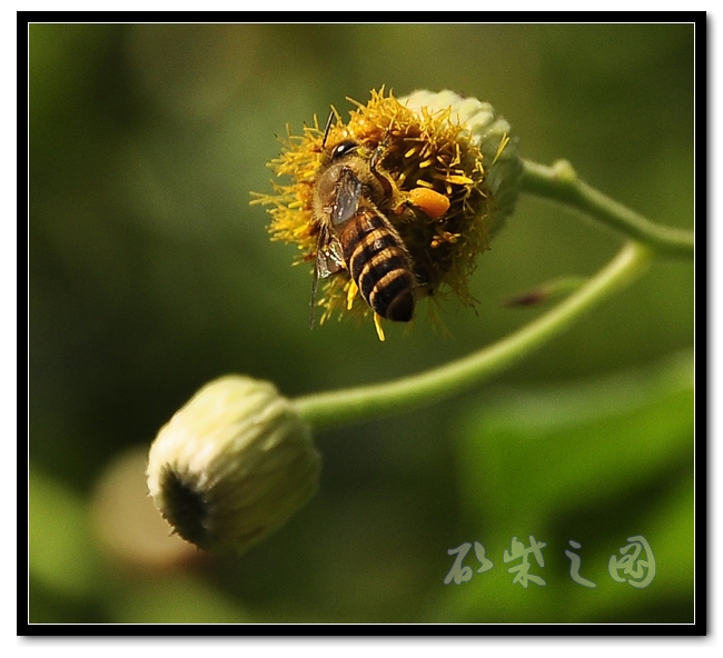 蜜蜂2.jpg
