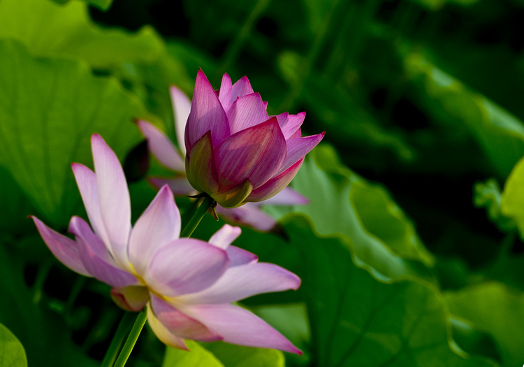 DSC_2725x.jpg