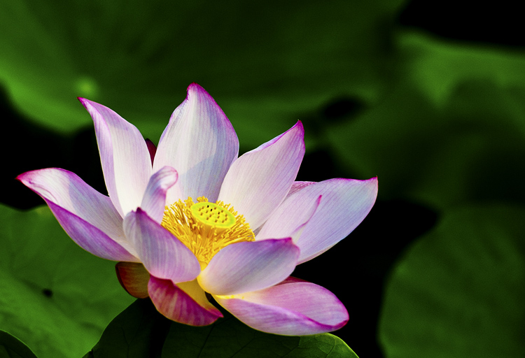 DSC_2717x.jpg