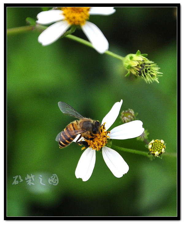 蜜蜂2.jpg