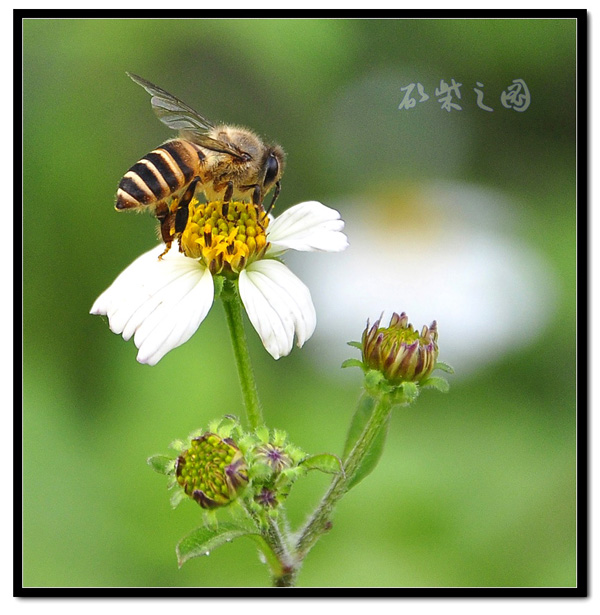 蜜蜂5.jpg