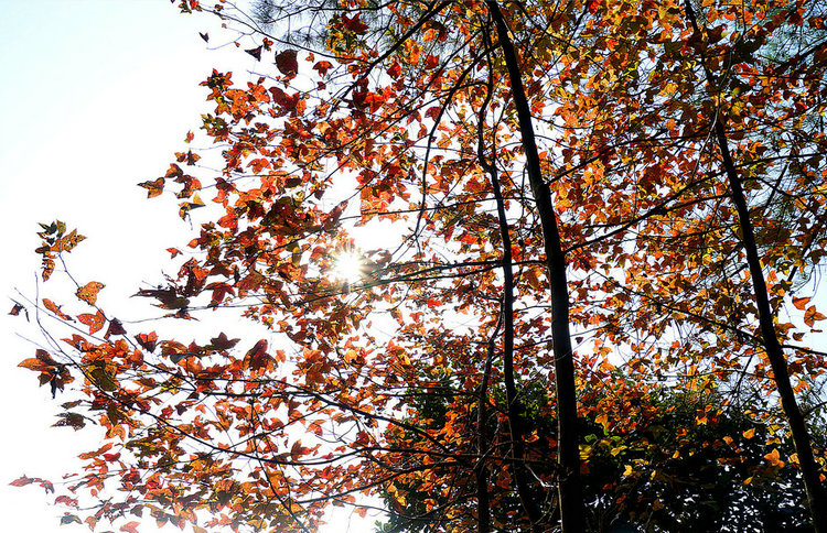 DSC00522.JPG