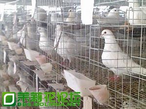 230138mfia98govowd33gs.jpg