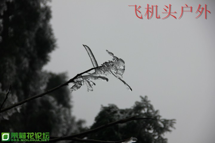 154516cz1cpt531lhygwop.jpg