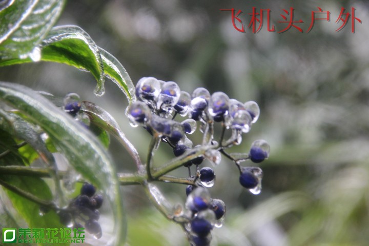 154926hf6z4liedv16ke64.jpg