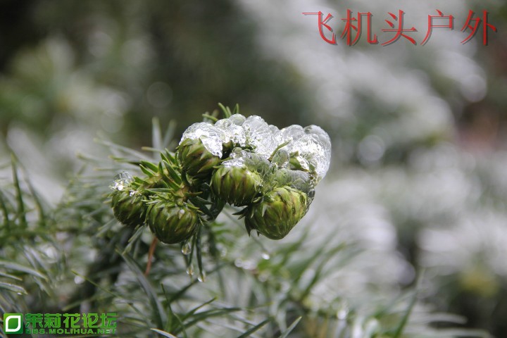 154929pxx42pm5mmcks2oh.jpg