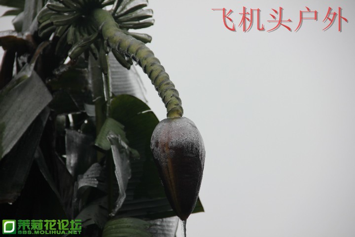 154929yn7g2pnnypppqaya.jpg