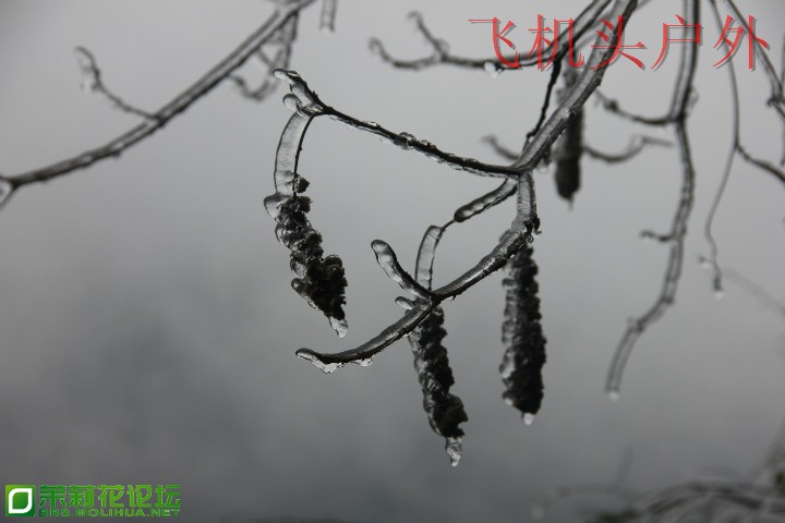 155235lhhafcnjy0sj4mcf.jpg