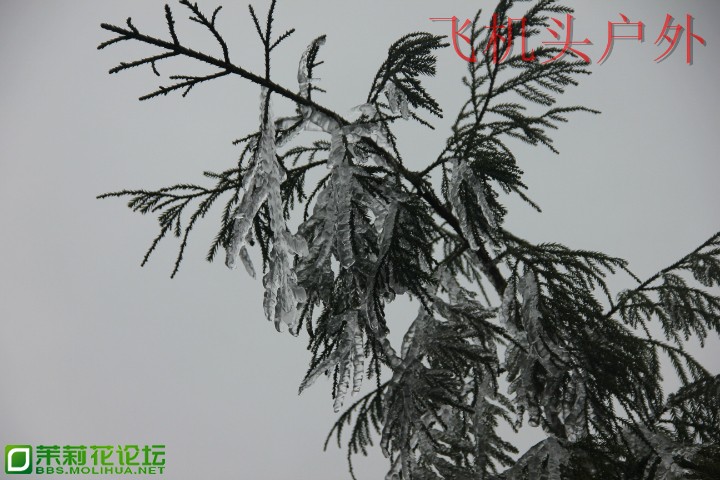 155543jgigjjqpcqqxp1jq.jpg