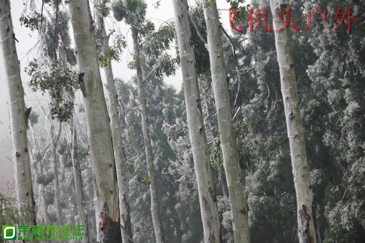 155733agg2n12z6g4u62gy.jpg