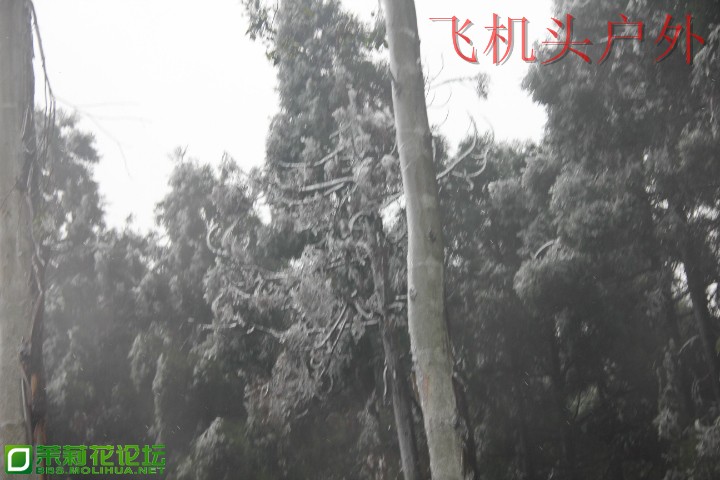 155912avs8psuxnz055yy9.jpg