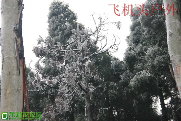 155913hezm47945qi5g8m8.jpg