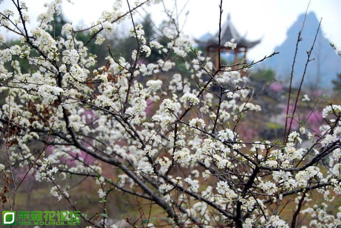 荔波梅花2_1.jpg