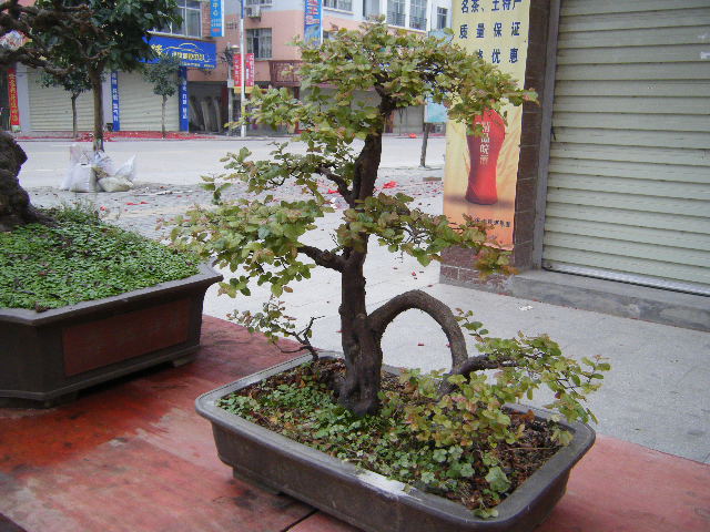 DSCF3004.JPG