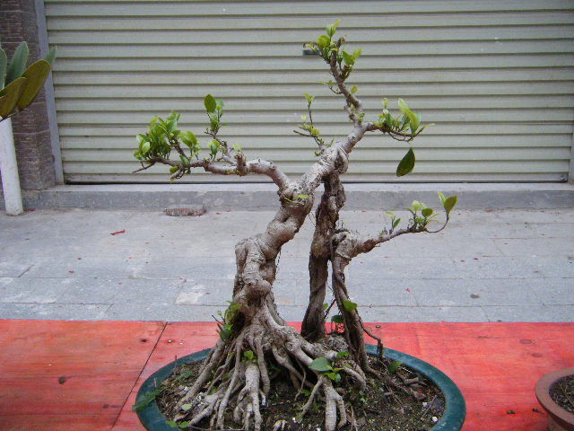 DSCF3011.JPG