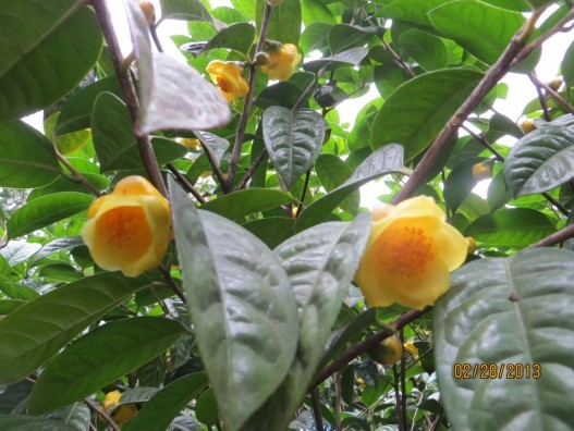金花茶花