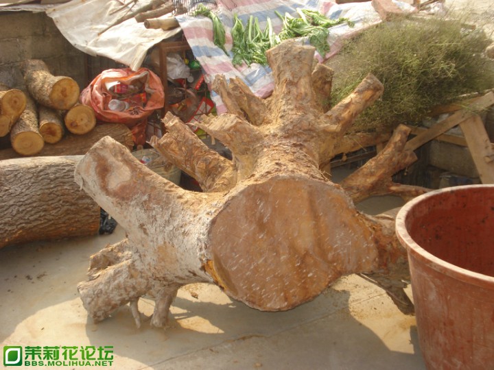 082645yhn715jb175h22hg.jpg