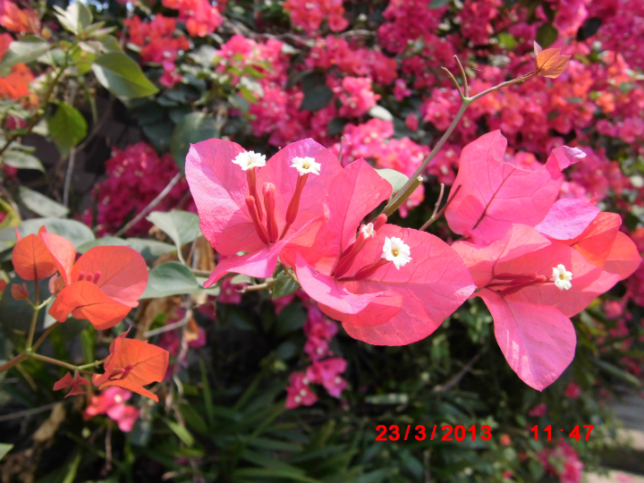 145706j1kzn71nn0nfg90u.jpg