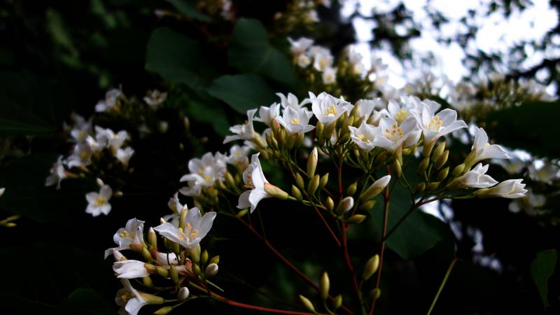 DSC07077.jpg