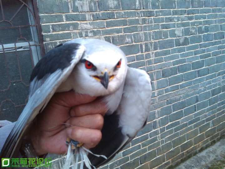 IMG_20130422_181906_编辑_副本.jpg