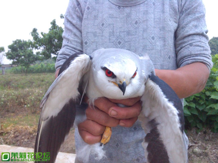 IMG_20130422_185106_编辑_副本.jpg