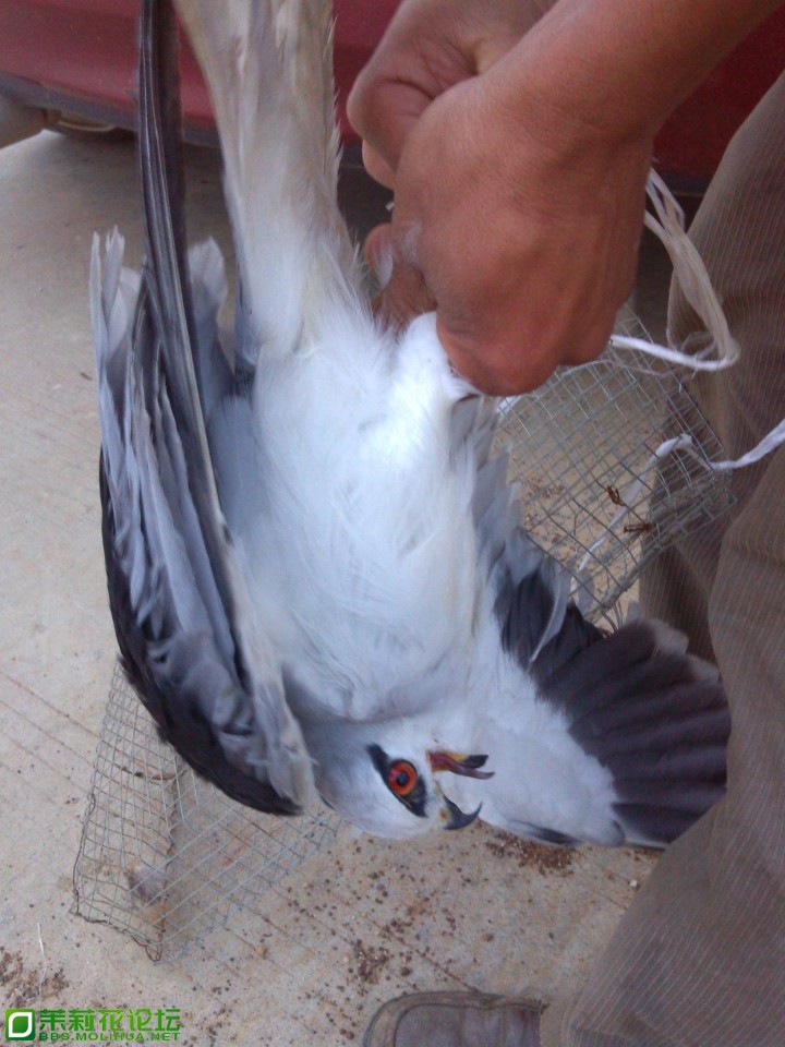 IMG_20130422_185040_编辑_副本.jpg