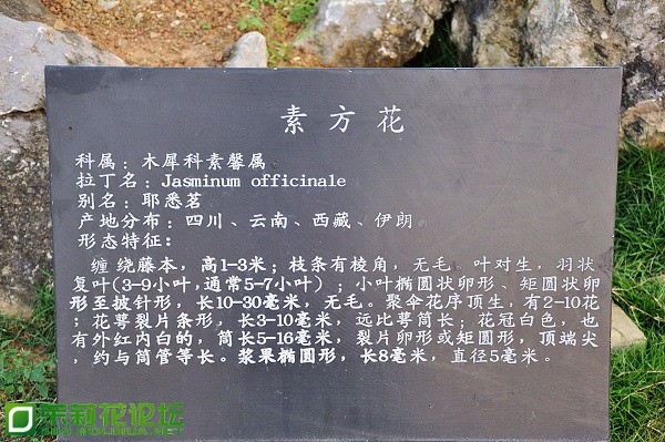 DSC_0102.JPG