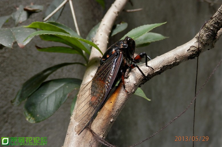 P5292087_副本.jpg