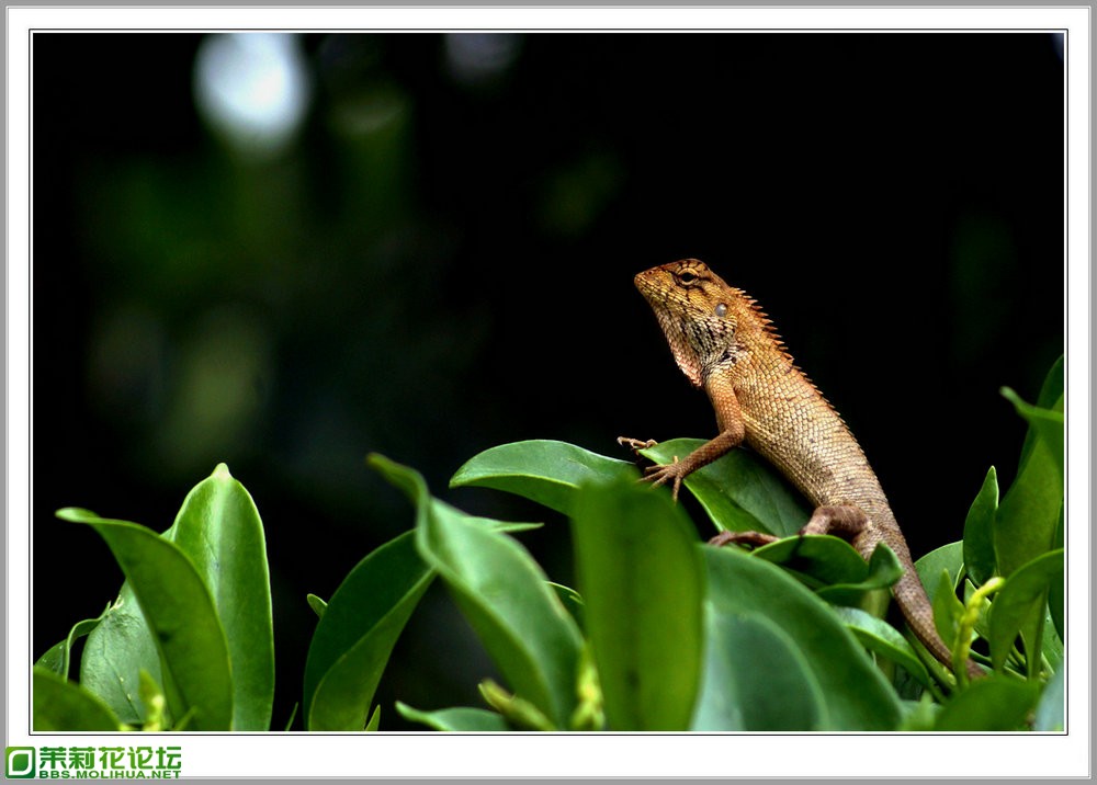 DSC00229_副本.JPG