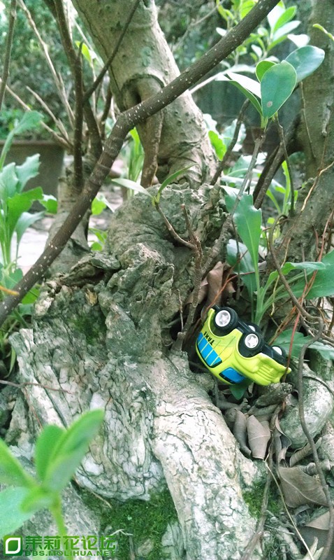 IMAG2441_副本.jpg