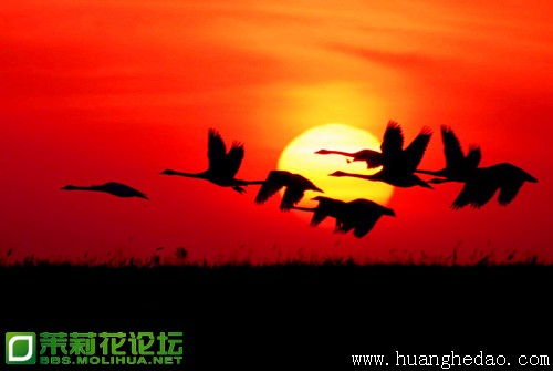 夕阳与鸟1.jpg