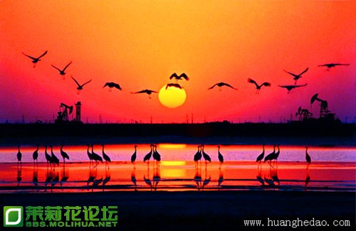夕阳与鸟.jpg