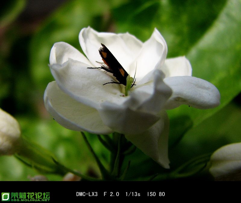 20081119_cc913a04b547d7183d34dJrHoj6MnkZs (1)_副本.jpg